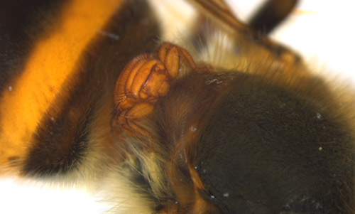 An adult Braula coeca on the dorsal aspect of a worker honey bee, Apis mellifera, thorax.