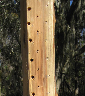 Lumber (4 x 4 inch) nesting block with holes drilled for native pollinator nesting sites