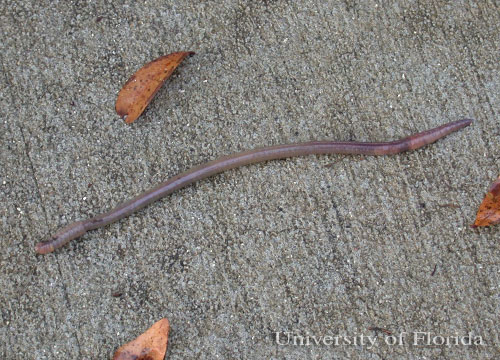 earthworm on sidewalk