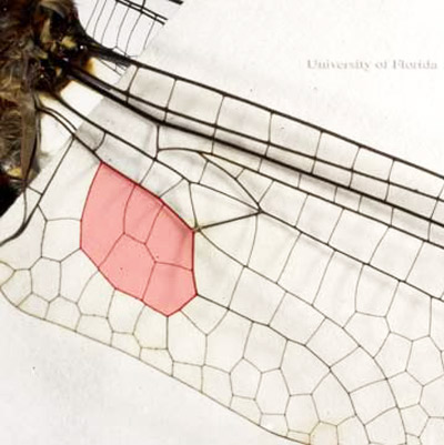 Hind wing of a corduliid dragonfly showing a boot shape without a "toe" region (shaded area).