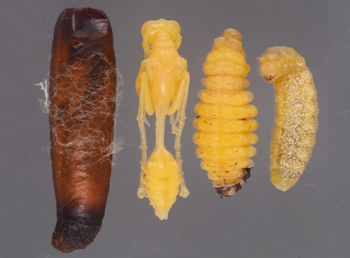 Figure 1012. From left to right: The pupal case, pupa, pre-pupal larva, and last instar ofSceliphron caementarium (Drury). Photograph by Lyle Buss (ljbuss@ufl.edu), University of Florida.