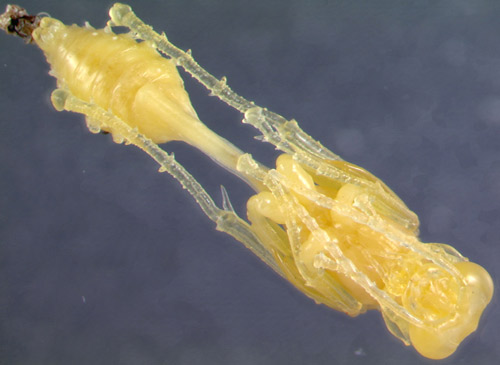Figure 14. Young pupa of Sceliphron caementarium (Drury) with cast larval skin at the tip of the abdomen. Photograph by Erin Powell, University of Florida.