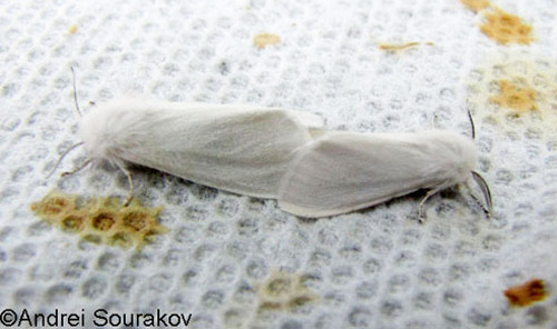 A mating pair of fall webworms, Hyphantria cunea (Drury). These individuals were reared from the same nest of black-headed larvae, collected on bald cypress in Gainesville, Florida. 