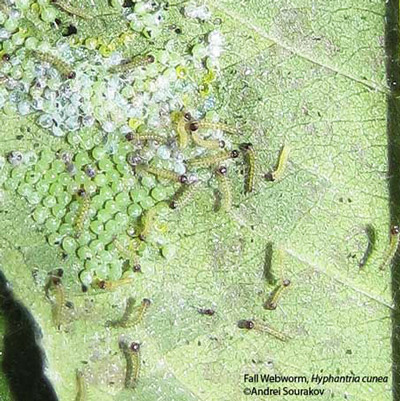 Adult female fall webworm, Hyphantria cunea (Drury), laying eggs. Usually there are 400-1000 eggs in a batch. Female died following oviposition, never moving from the leaf. Photograph taken at Gainesville, Florida. 