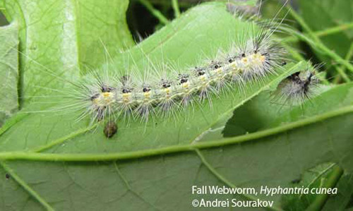 Close-up of fifth instar larvae of the fall webworm, Hyphantria cunea (Drury). Photograph taken at Gainesville, Florida.