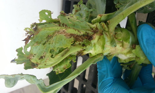 Cabbage plant damage and distorted growth caused by cabbage webworm, Hellula rogatalis (Hulst). Extensive webbing and frass can be seen in the lower part of the photo. 