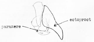 Male terminalia - Boriomyia fidelis (Banks).