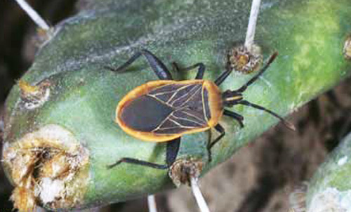 The cactus bug, Chelinidea vittiger aequoris McAtee, on an Opuntia cactus. 