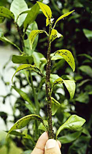 Brown citrus aphids, Toxoptera citricida (Kirkaldy), reproduce rapidly on tender young flush of citrus. 