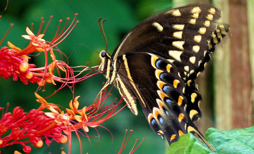 Palamedes swallowtail, Papilio palamedes (Drury) sipping nectar from a pagoda flower, Clerodendrum paniculatum L.