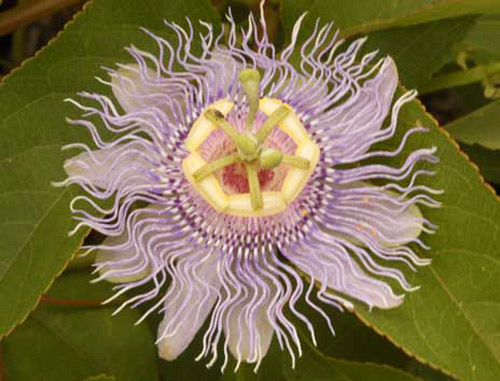 Purple passionflower, Passiflora incarnata L. (Passifloracaea), a host of the zebra longwing butterfly, Heliconius charitonia (Linneaus).