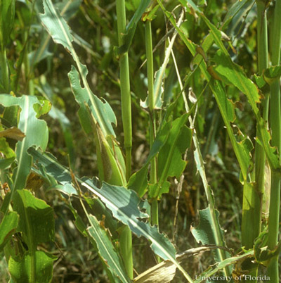 Partial defoliation of foliage along edge of corn field, in Gilchrist County, FL. Damage by the American grasshopper, Schistocerca americana (Drury), tends to be concentrated along field margins, at least initially. 