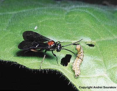 The wasp parasitoid Cardiochiles nigriceps Viereck