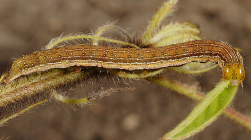 Last instar of a velvetbean caterpillar, Anticarsia gemmatalis (Hübner).