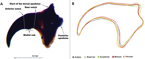 (A) Mouth hook of third instar larva from lateral view. (B) Estimated morphological differences in the shape of mouth hook of five morphotypes of the Anastrepha fraterculus (Wiedemann) complex