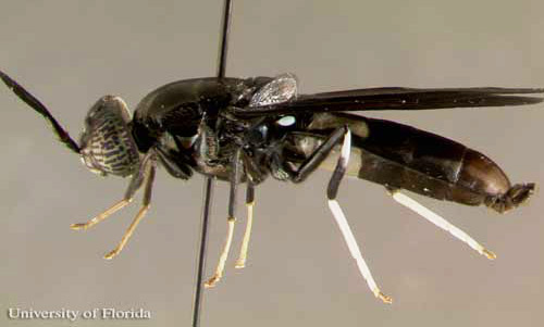 Lateral view of an adult black soldier fly, Hermetia illucens (Linnaeus). Notice the two translucent "windows" located on the first abdominal segment, partially obscured in this image by the rear leg.