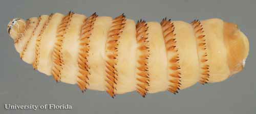Ventral view (head on left) of the third instar larva of the common horse bot fly, Gasterophilus intestinalis (DeGeer). 