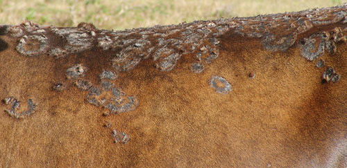 Tropical bont ticks, Amblyomma variegatum Fabricius, feeding damage, and resulting dermatophilosis, results in a poor quality hide. 