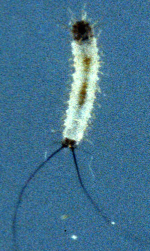 First instar larva of Lutzomyia shannoni Dyar, a sand fly.