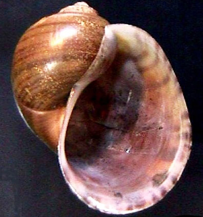 Shell of the titan applesnail, Pomacea haustrum (Reeve, 1856). 