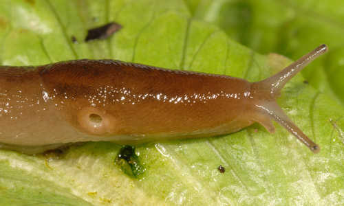 Lateral view of slug showing the breathing pore (pneumostome) open. When closed, the pore can be difficult to locate. Note that there are two pairs of tentacles, with the larger, upper pair bearing visual organs. 