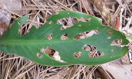 Foliar damage to an emerging canna plant caused by Deroceras laeve. Although this type of damage is evident, it is not necessarily diagnostic of slugs, because snails, beetles, grasshoppers, and caterpillars often inflict the same type of injury.