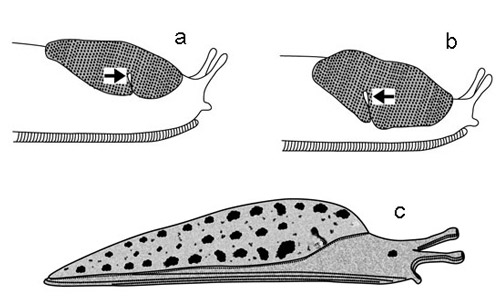 Diagram of slugs, showing two types of mantles, and alternate positions of the breathing pore (the arrow points to pore) relative to mid-point of mantle. Slugs at top (a,b) have the mantle located only anteriorly. This is often called a 'saddle-like' mantle. Slug 'a' shows anterior (relative to the mid-point) location of pore; slug 'b' shows posterior location. The slug shown below (c) has the mantle covering 2/3 of its body, but the anterior (head) region is exposed. Several slugs found in Florida have yet another mantle arrangement, wherein the entire dorsal surface is covered with the mantle. 