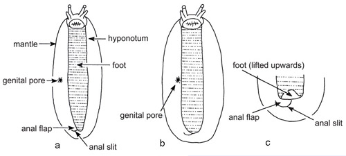 View of veronicellid slugs showing diagnostic features visible from below (ventrally). Drawing on left (a) illustrates genital pore not adjacent to foot, near center of hyponotum; drawing in center (b) shows genital pore adjacent to foot, at the edge of the hyponotum; and drawing on right (c) shows tip of foot being lifted to expose anal slit.