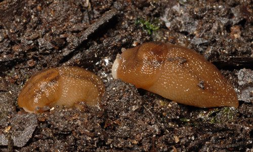 Dorsal-lateral view of the banded slug, Lehmannia valentiana (Férussac, 1822), with light-pigmented breathing pore visible. 
