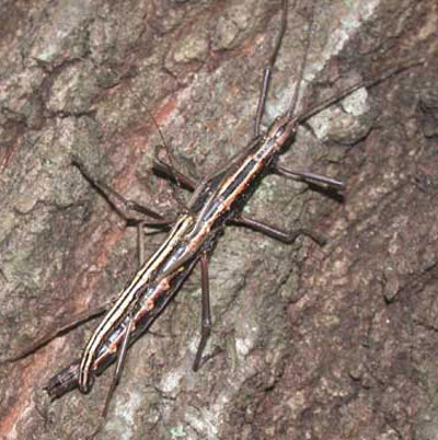 Male and female of the twostriped walkingstick, Anisomorpha buprestoides (Stoll), as usually seen. The female is the larger of the two. 