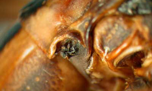 A side view of the twostriped walkingstick, Anisomorpha buprestoides (Stoll), showing the pronotal gland. 