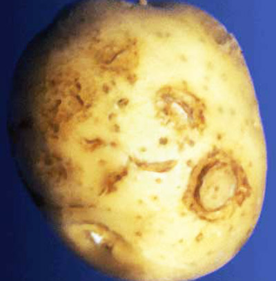 Potato tuber with external brown rings caused, a symptom of corky-ringspot disease transmitted by stubby-root nematode.
