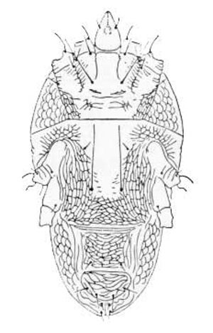ventral view of female false spider mite