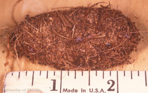 Pupal case of the palmetto weevil, Rhynchophorus cruentatus Fabricius.