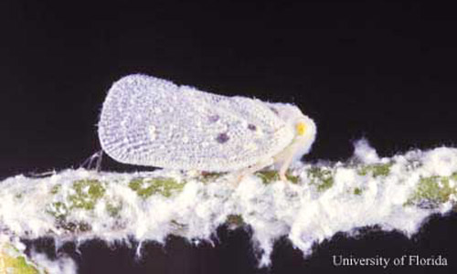 Adult citrus flatid planthopper, Metcalfa pruinosa (Say). 