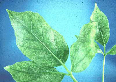Damage caused by the twospotted spider mite, Tetranychus urticae Koch. 