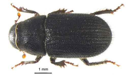 Dorsal view of an adult black turpentine beetle, Dendroctonus terebrans (Olivier). Its large size, trapezoidal pronotum, and rounded declivity distinguish it from all other bark beetles infesting pines in the South.