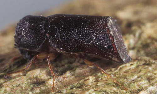 Lateral view of adult Xylopsocus capucinus (Fabricius), a false powder-post beetle. 