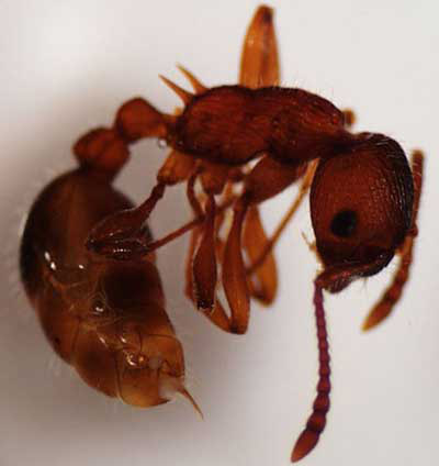 Adult worker of the European fire ant, Myrmica rubra Linnaeus. Notice the sting, the two-segmented "waist" and the two spines on the propodeum. 