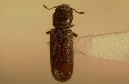 The appearance of this Lyctus beetle is typical of true powderpost beetles. Lyctines are very small beetles, ranging from 2 mm to 7.5 mm in length. They are generally brown or reddish-brown, as this one is, although they can sometimes be black. The body is elongated and slightly flattened. The head is prominent and is not covered by the pronotum.