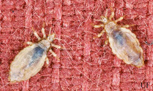 Body lice, Pediculus humanus humanus Linnaeus. 