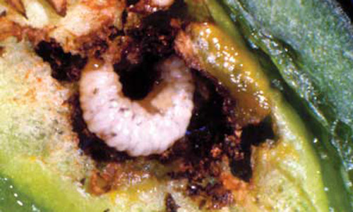 Larva of the pepper weevil, Anthonomus eugenii Cano.