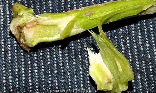 Feeding damge to plant stalk caused by larva of the Cuban pepper weevil, Faustinus cubae (Boheman). 