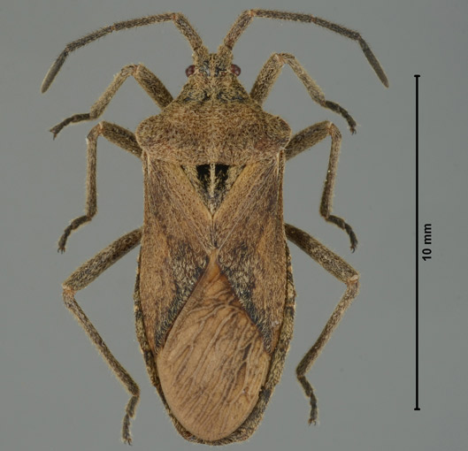 an exotic coreid bug, Eubule spartocerana