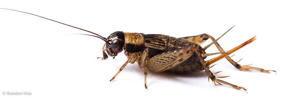 image of Nemobius sylvestris